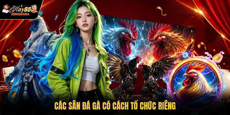 Các sân đá gà có cách tổ chức riêng