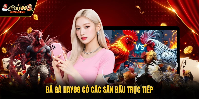 Đá gà HAY88 có các sân đấu trực tiếp